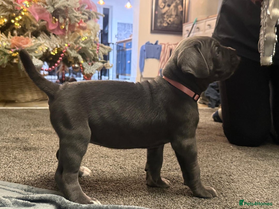 Cane Corso dogs for sale: Exceptional Quality Full Pedigree  - Advert 8