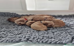 Cavapoo dogs for sale: Toy Cavapoo Puppies - Image 1