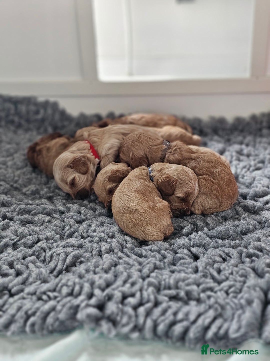 Cavapoo dogs for sale: Toy Cavapoo Puppies - Image 1