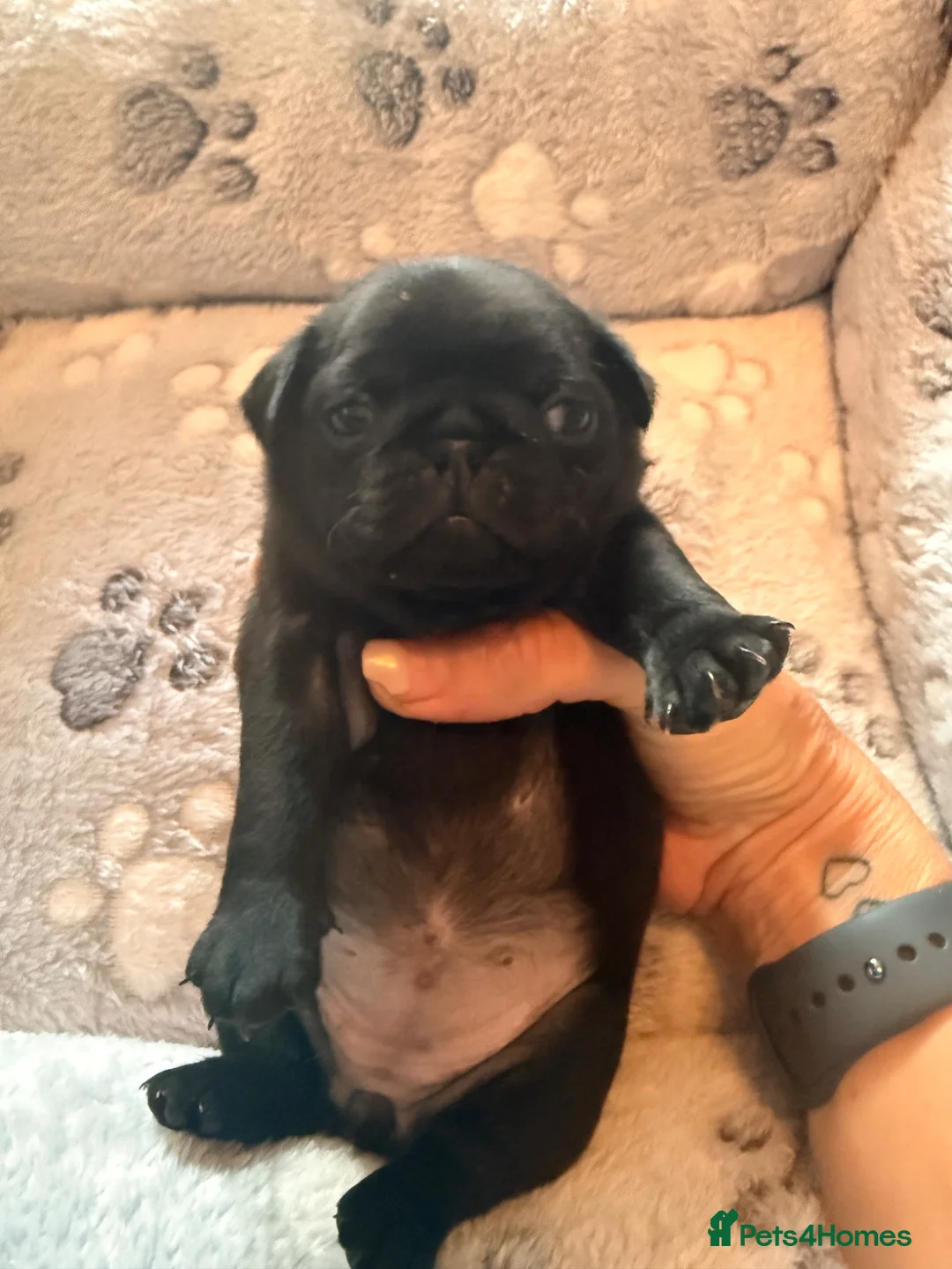 Pug dogs for sale: Beautiful black pugs in Motherwell - Advert 2