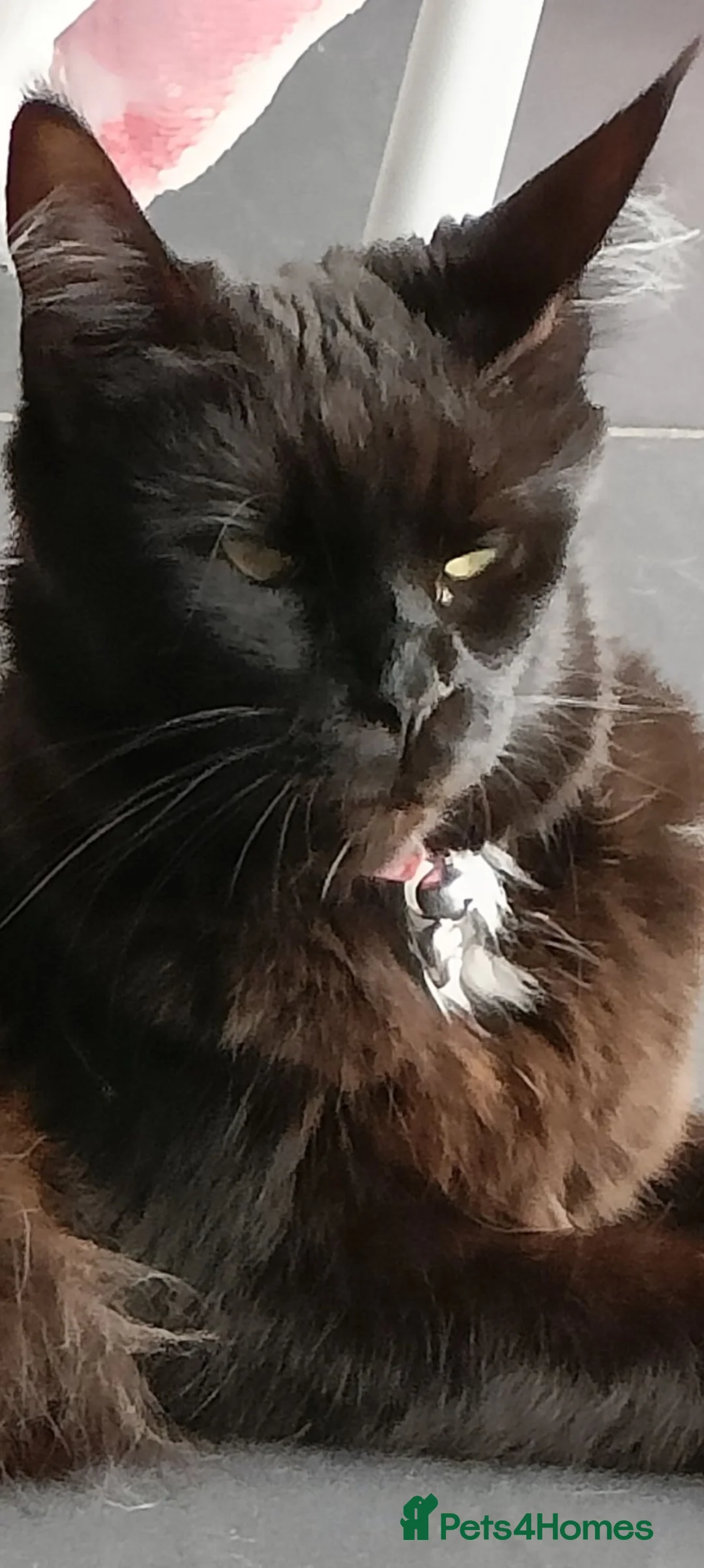 Maine Coon cats for sale: Maincoon X twin girls  - Advert 14