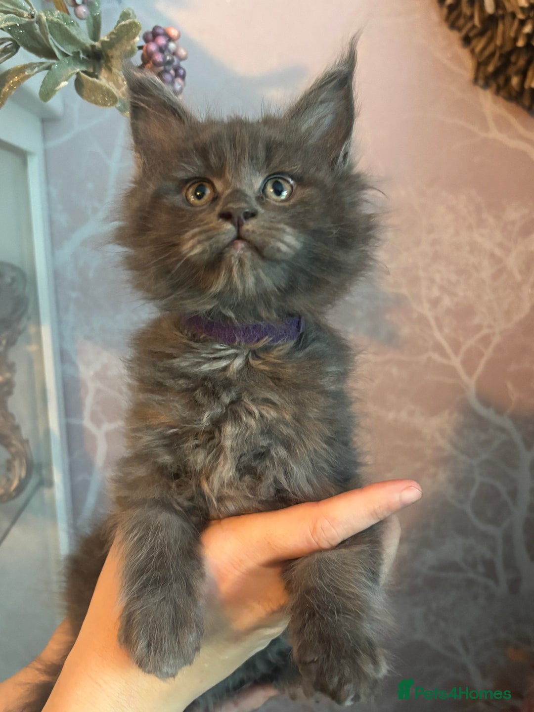 Maine Coon cats for sale: Blue Maine Coon Kittens – Active TICA Registered  - Advert 35