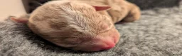 American Bully dogs for sale: Incredible Pocket Bully pups - Advert 13