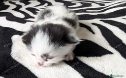 Mixed Breed cats for sale: Kittens  - Image 14