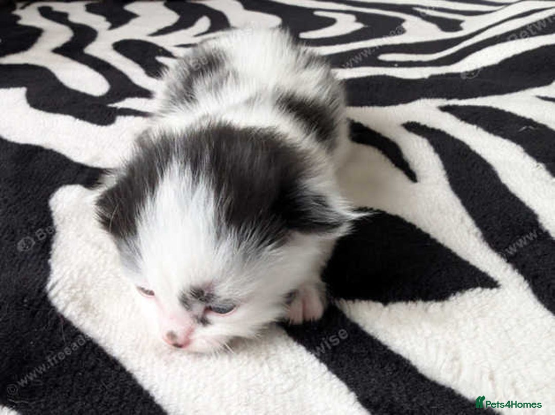 Mixed Breed cats for sale: Kittens  - Image 14