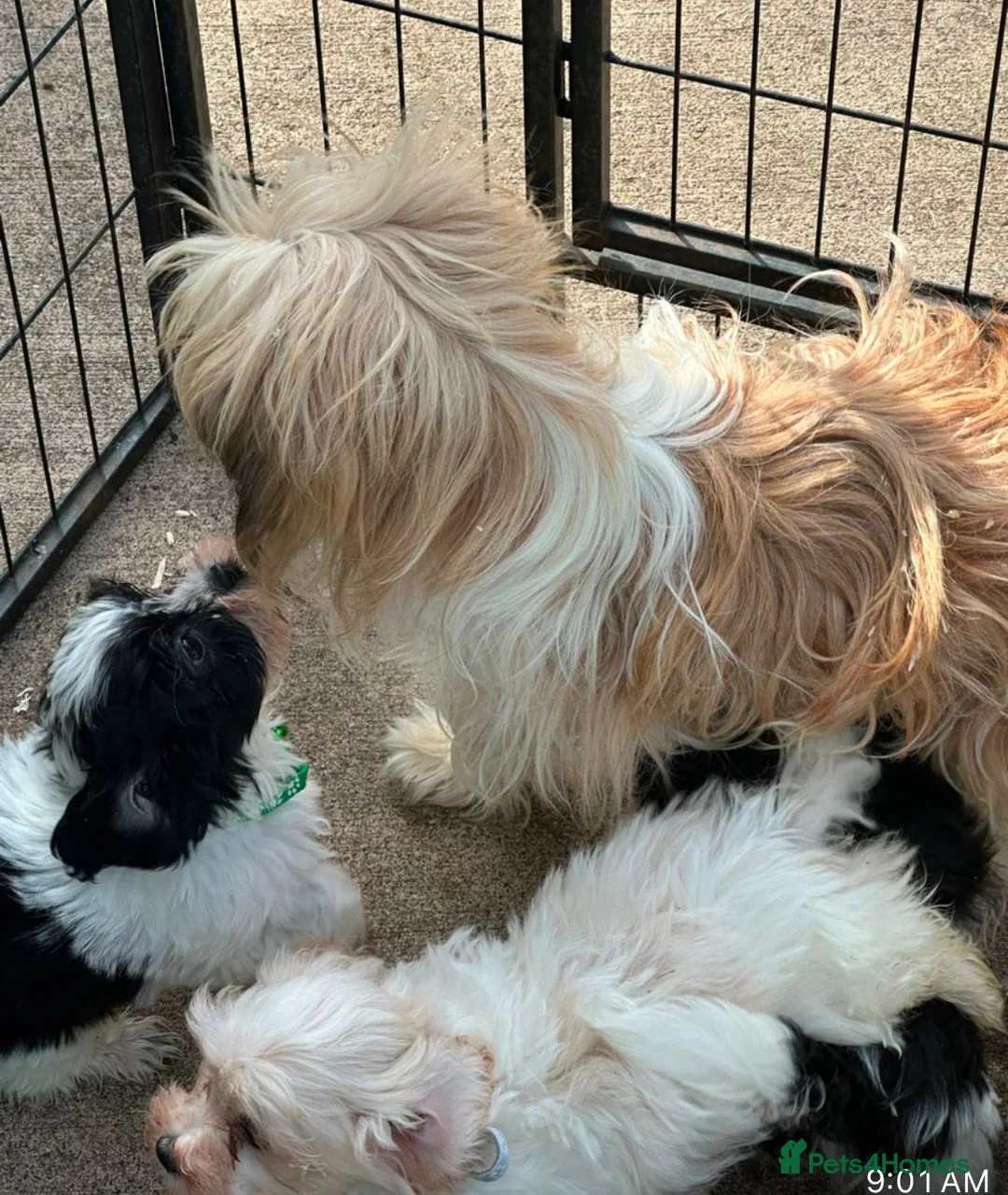 Shihpoo dogs for sale: Small Shih-poo Puppies - Advert 9