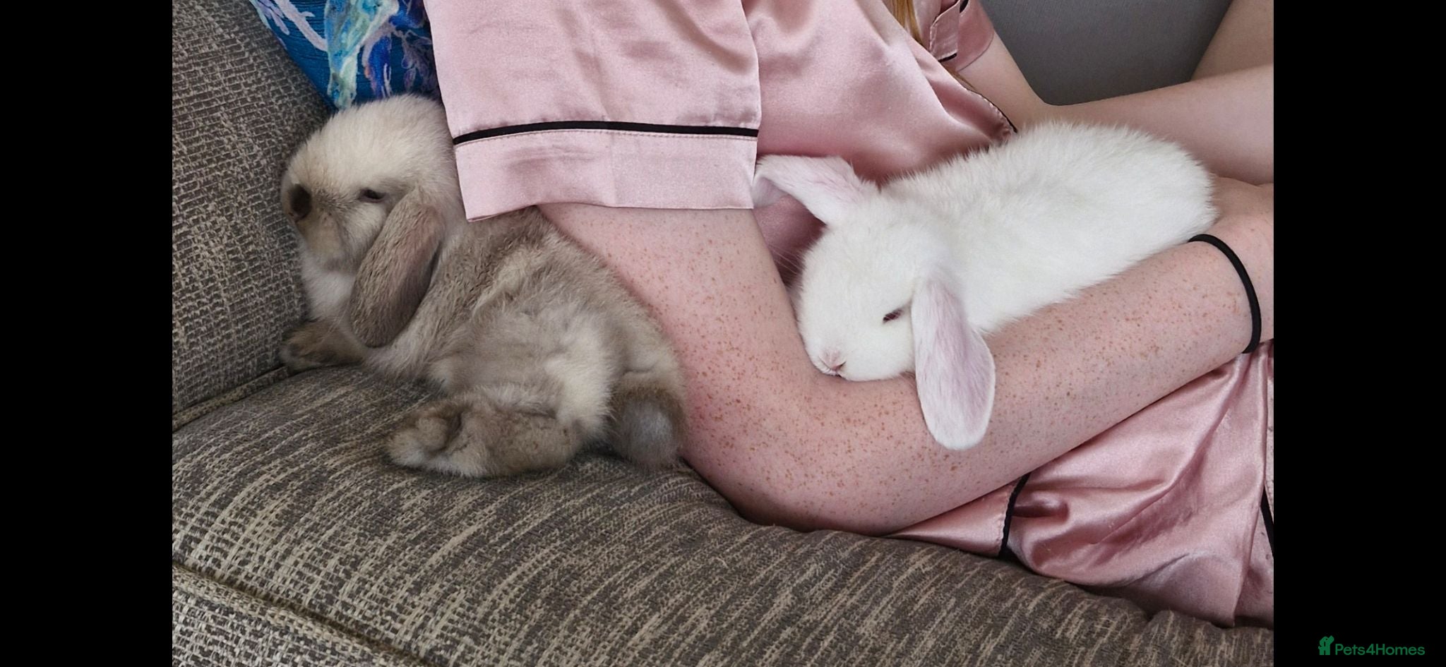Mini Lop rabbits Incredibly friendly Mini Lop babies for sale - Advert 1