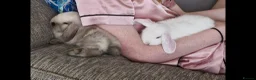 Mini Lop rabbits for sale: Incredibly friendly Mini Lop babies for sale in Towcester - Advert 1