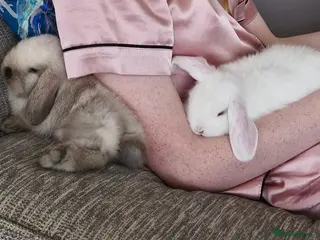 Mini Lop rabbits *READY NOW* Mini Lop babies for sale - Advert 1