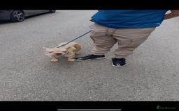 French Bulldog dogs for sale: Gorgeous Big Rope  - Advert 1