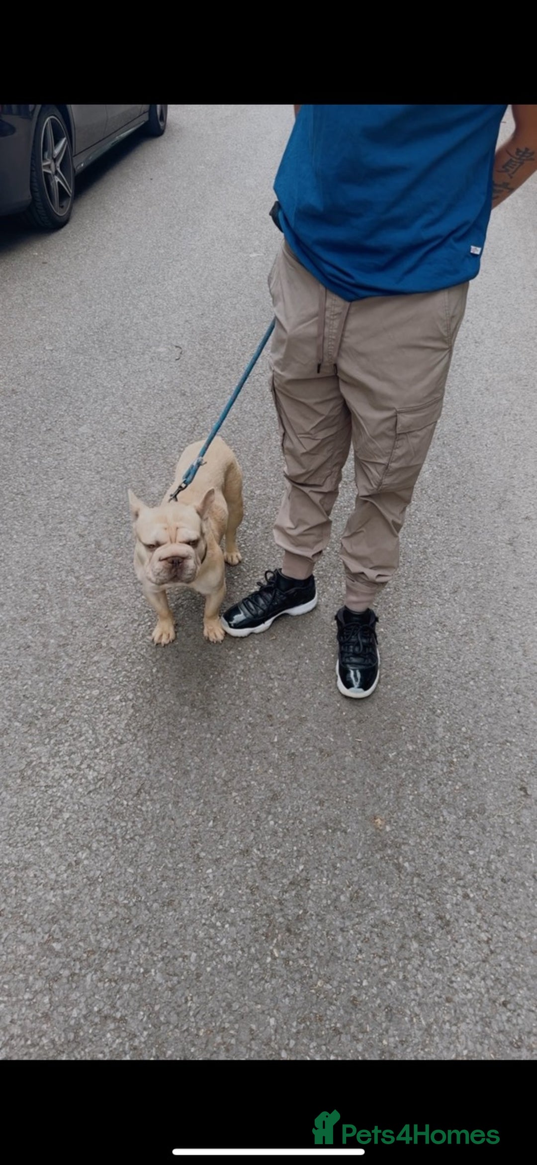 French Bulldog dogs for sale: Gorgeous Big Rope  - Advert 1