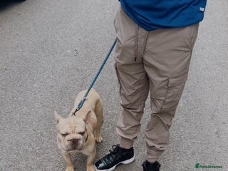 French Bulldog dogs Gorgeous Big Rope - Advert 16