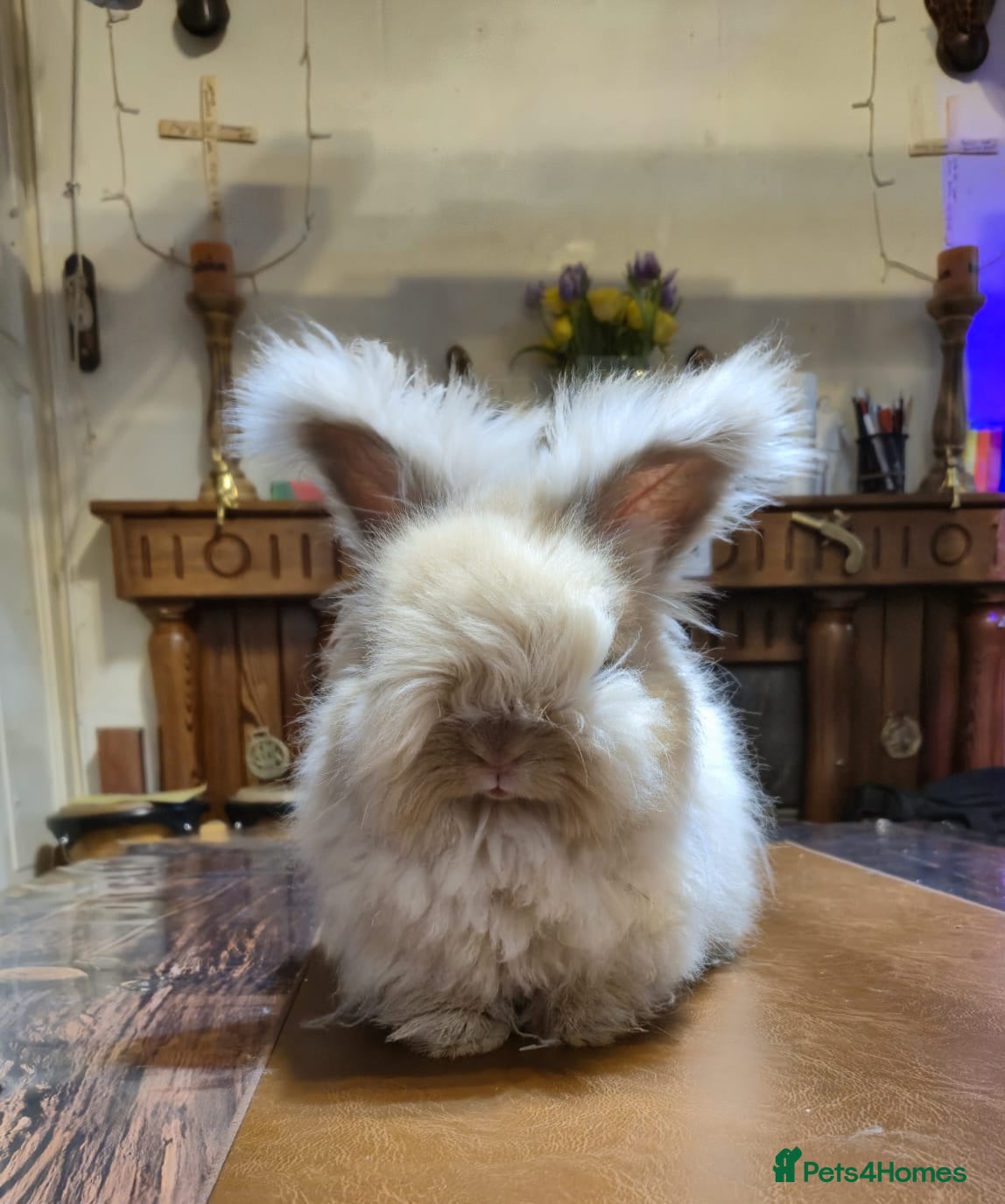 Angora rabbits Gorgeous Angora Rabbits, Pure Bred Full Faced. - Advert 16