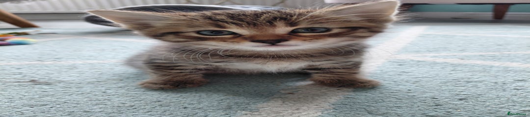 Maine Coon Kitten 2 cookie