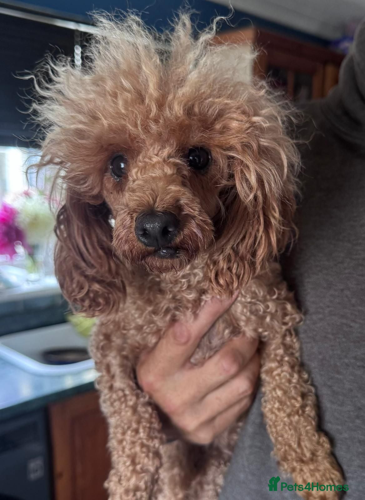 Toy Poodle dogs KC Reg Tiny Toy poodle Adult  - Advert 4