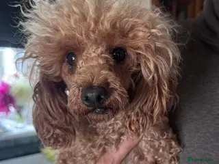 Toy Poodle dogs KC Reg Tiny Toy poodle Adult - Advert 4