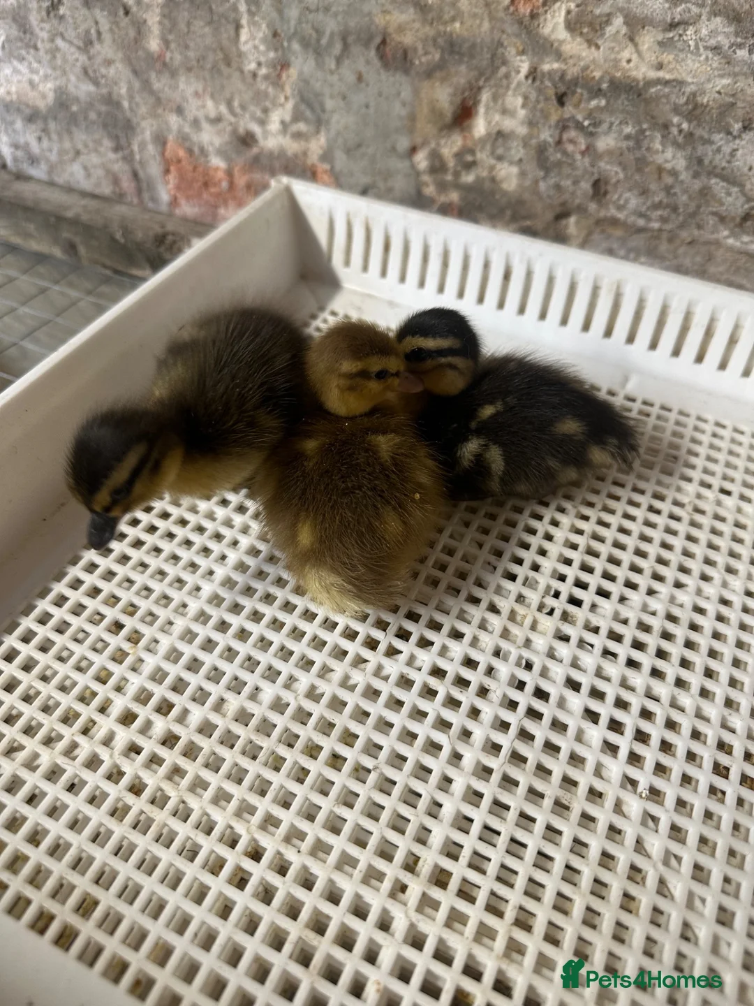 Ducks poultry for sale: Call ducklings Unsexed duck ducklings  - Advert 4