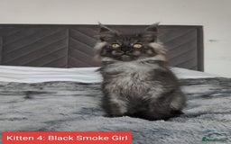 Maine Coon cats for sale: European Maine coon Kittens - Image 14