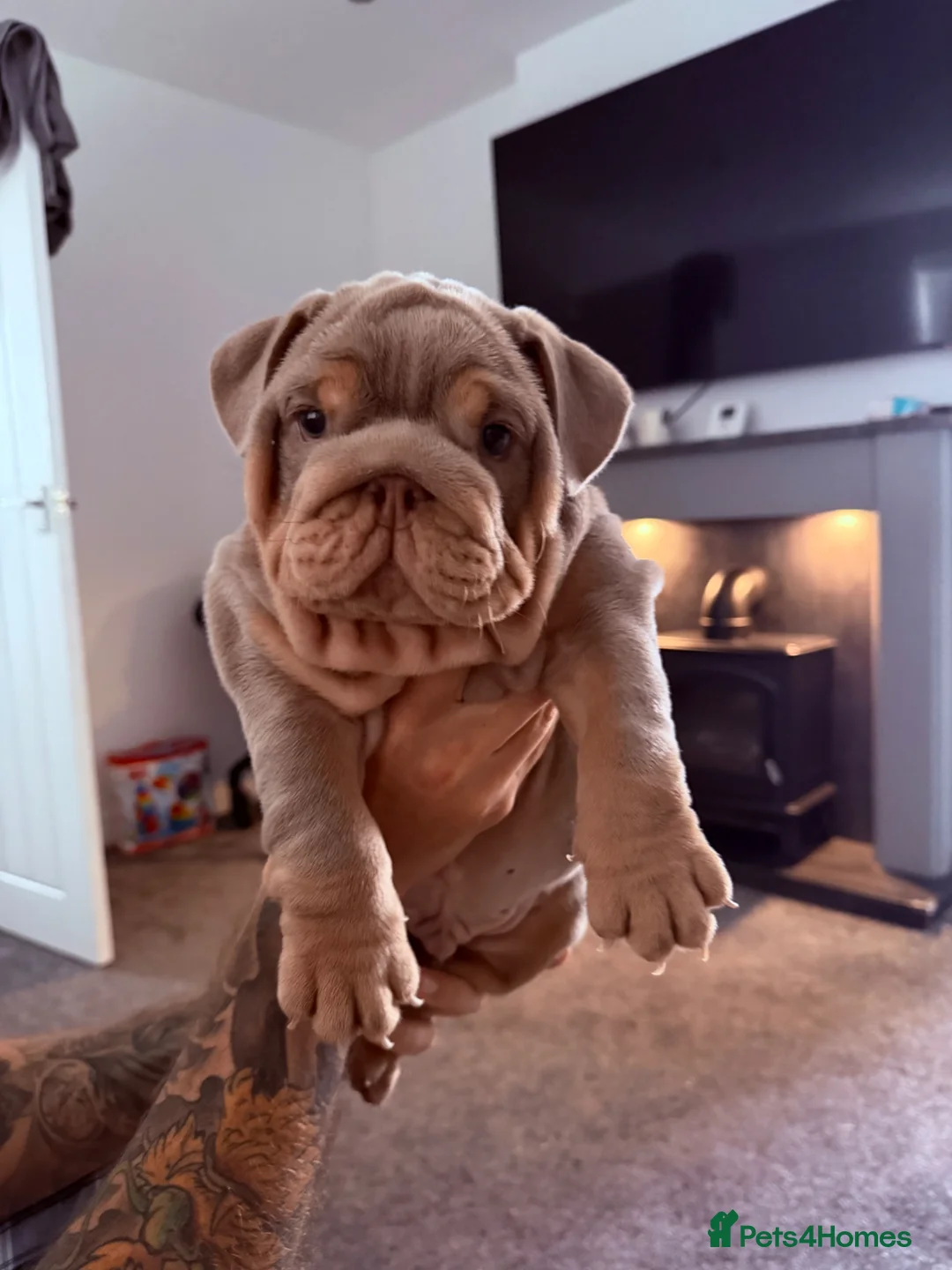 English Bulldog dogs for sale: English Bulldog  in Saltburn-by-the-Sea - Advert 2