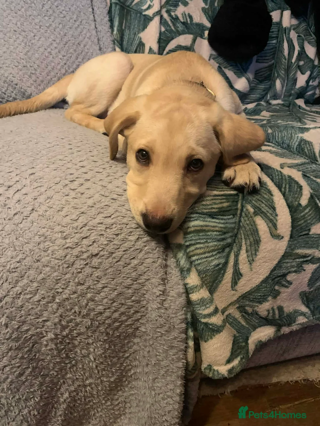 Labrador Retriever dogs for sale: 3 lab pups in Gillingham - Advert 4