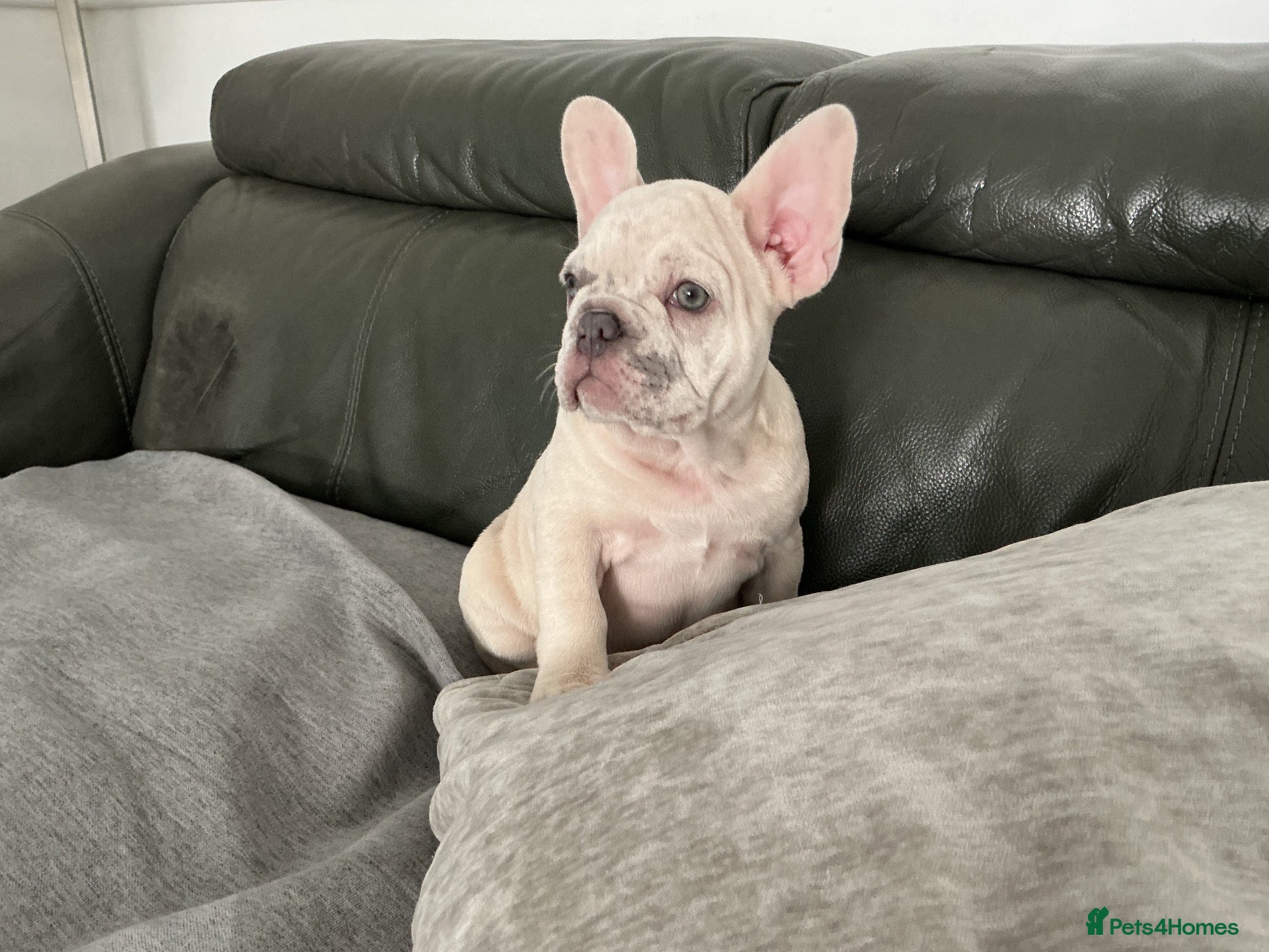 French Bulldog dogs French bulldog puppies ready for their new home  - Advert 2