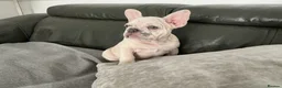 French Bulldog dogs for sale: French bulldog puppies are ready for a new home  - Advert 8