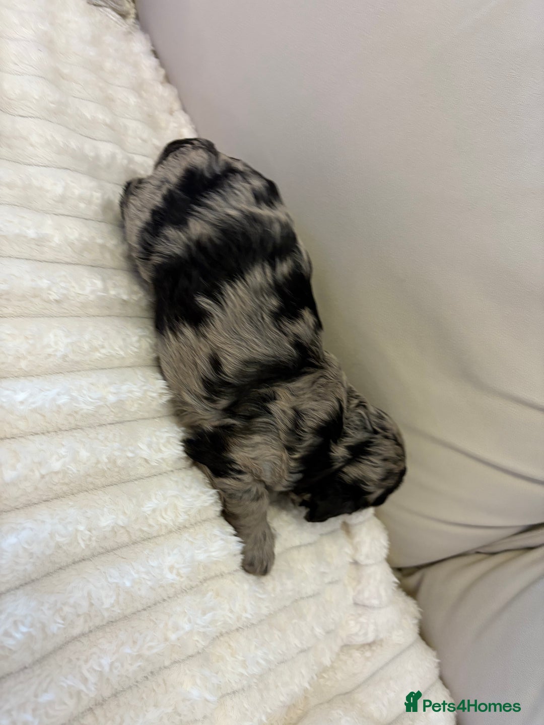 Cockapoo dogs for sale: Cockapoo litter  - Advert 17