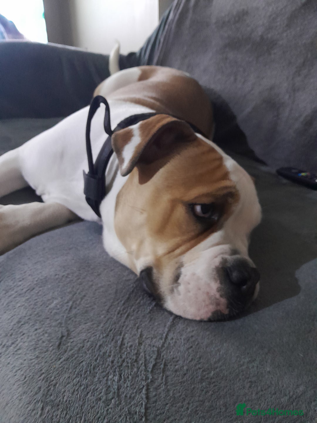 Mixed Breed dogs for sale: 7month old american bulldog cross olde thyme  - Image 6