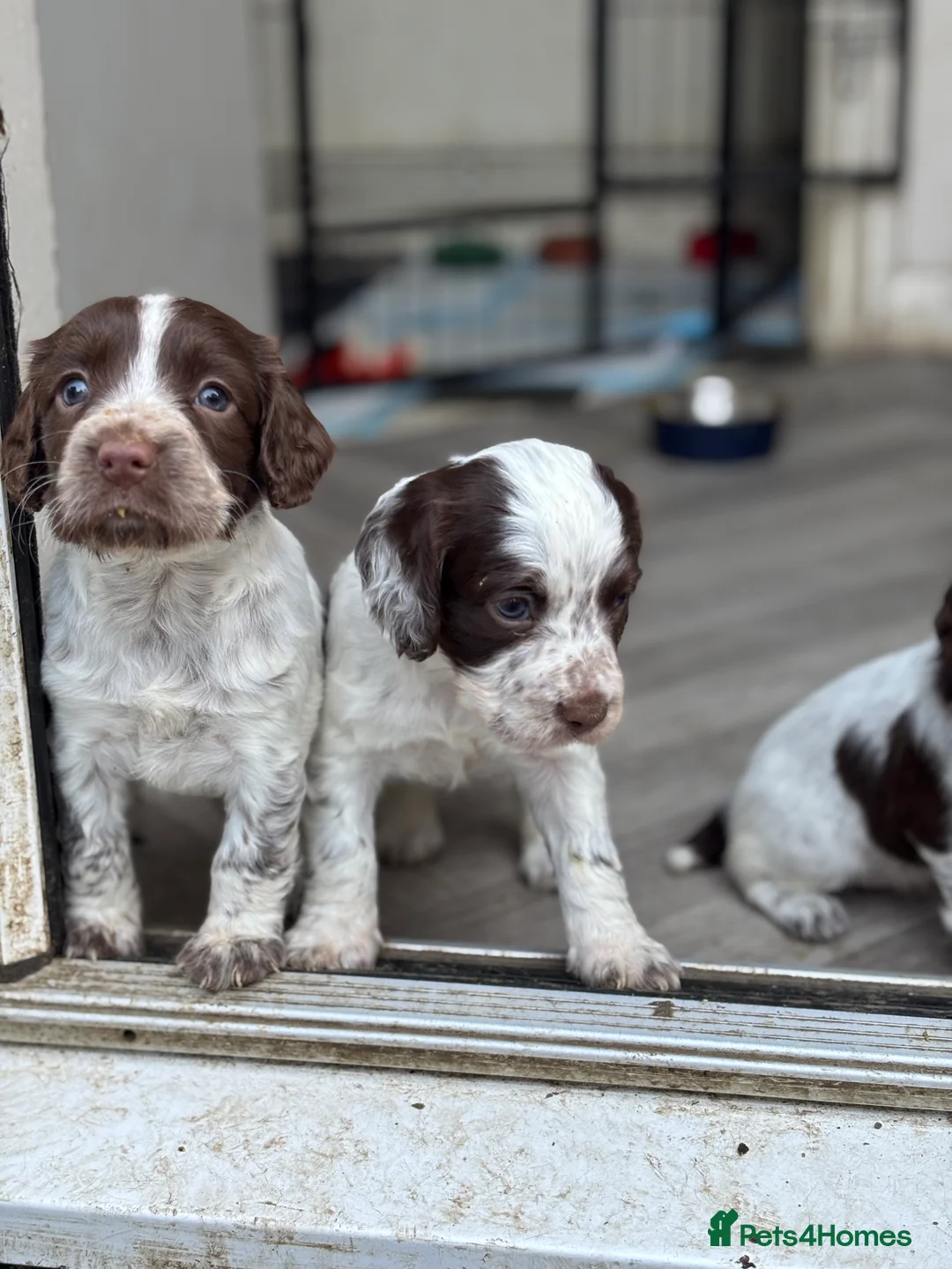 Sprocker dogs for sale: Sprocker bitch puppies  - Advert 4