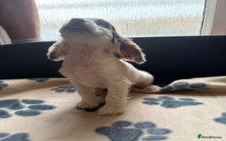 Cocker Spaniel dogs for sale: Cocker spaniel puppies  - Image 3