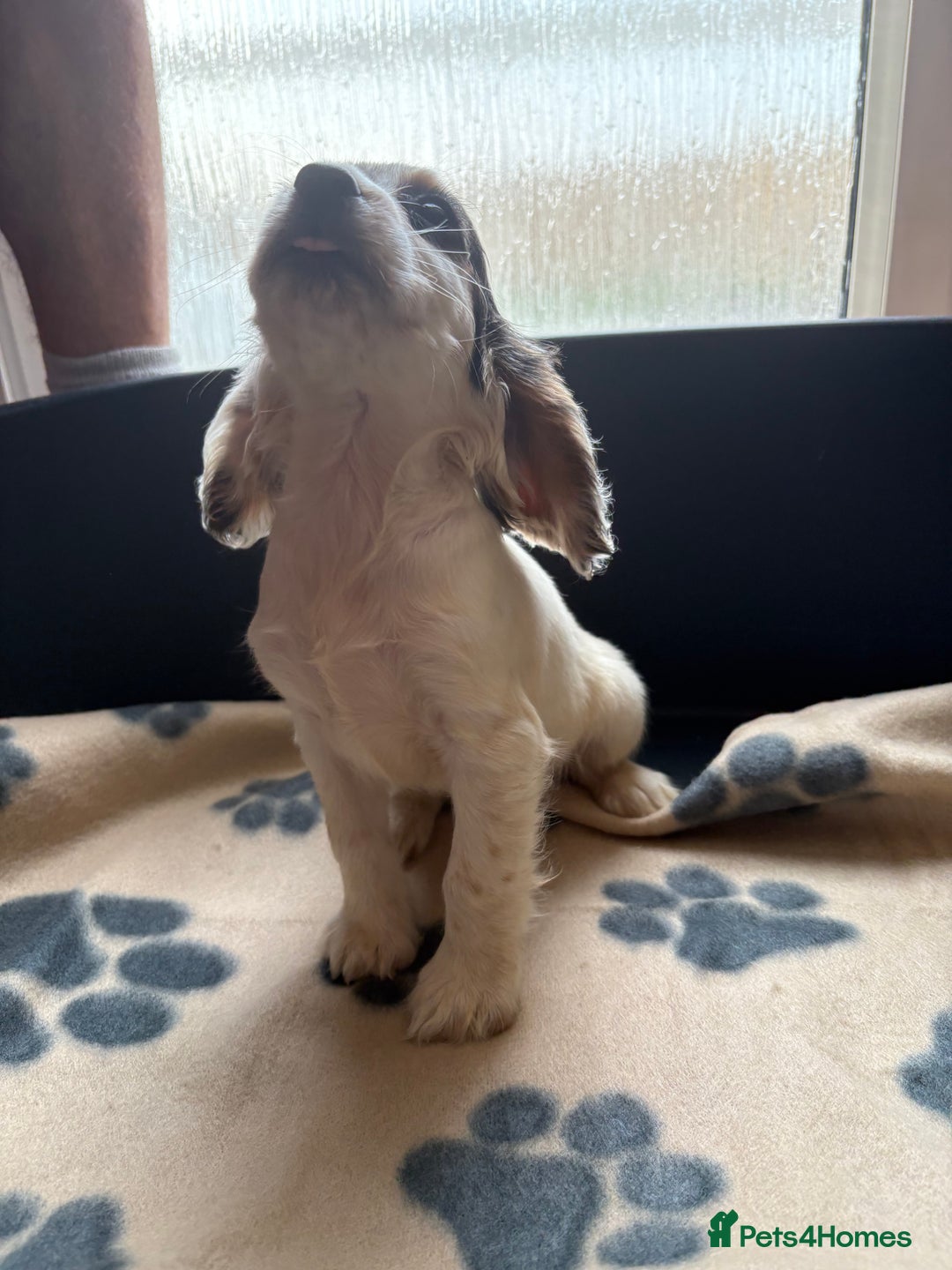 Cocker Spaniel dogs for sale: Cocker spaniel puppies  - Image 3