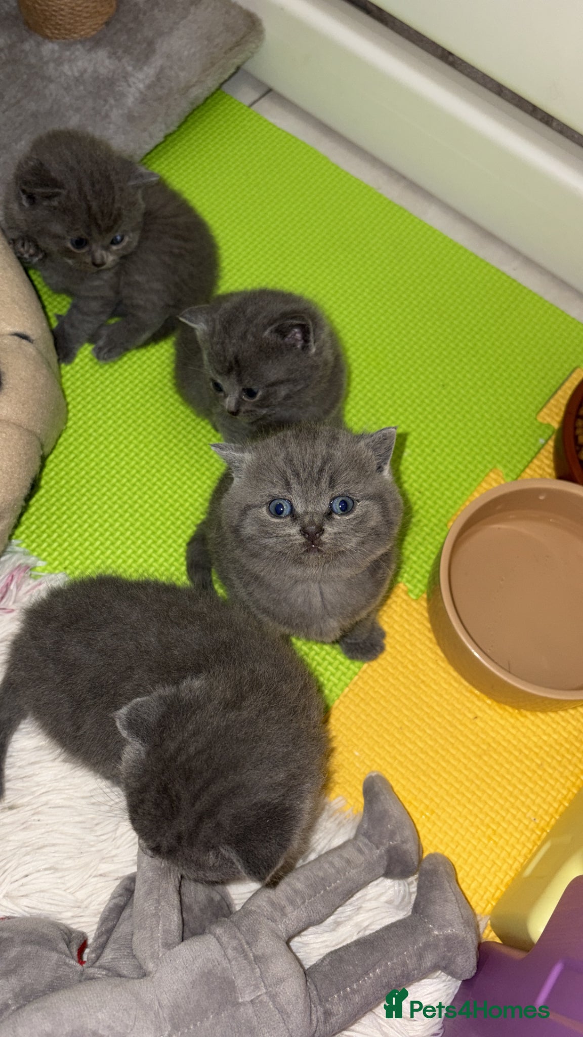 American Shorthair cats British short hair kittens  - Advert 8