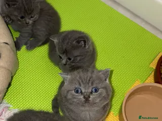 American Shorthair cats British short hair kittens - Advert 2