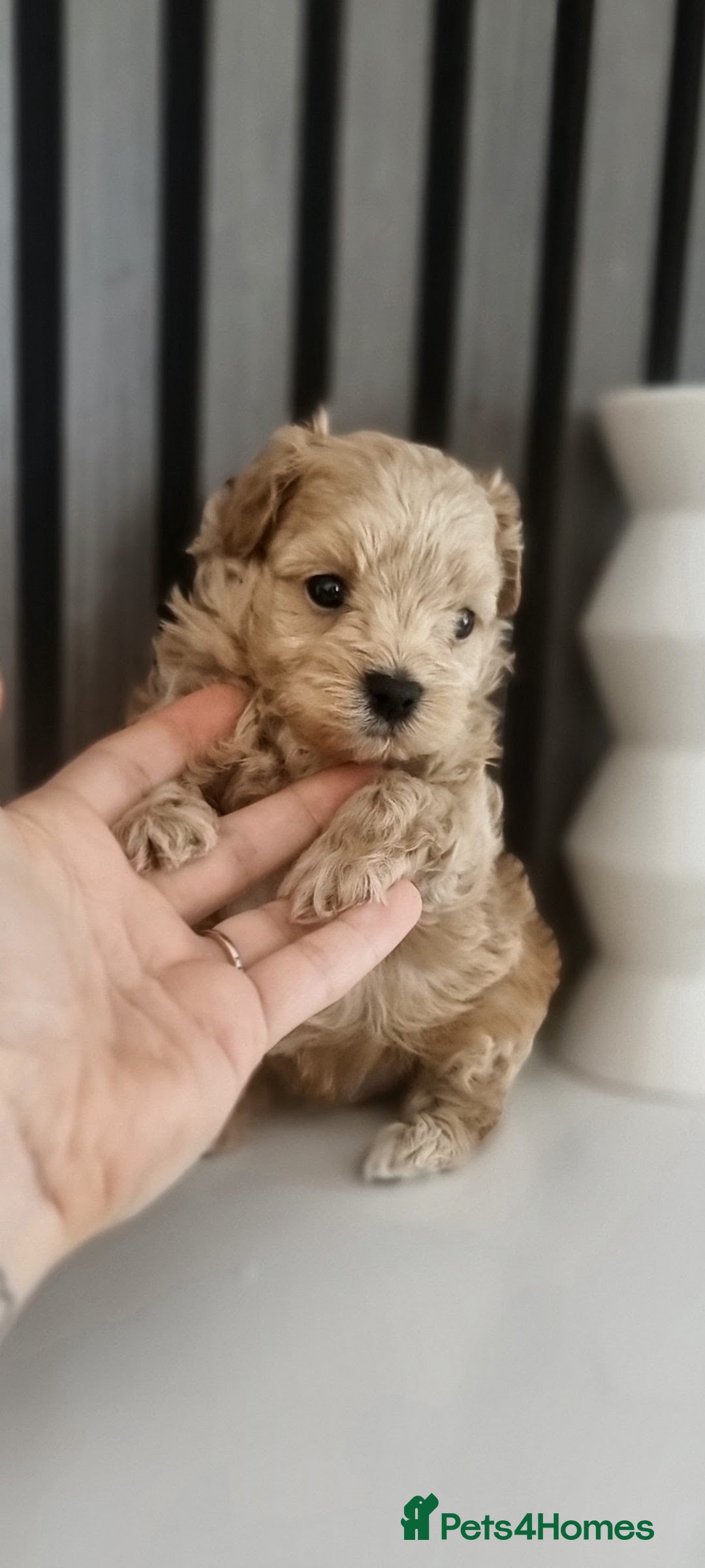 Maltipoo dogs Exclusive Tiny Korean/Russian Maltipoo KC champ - Advert 6