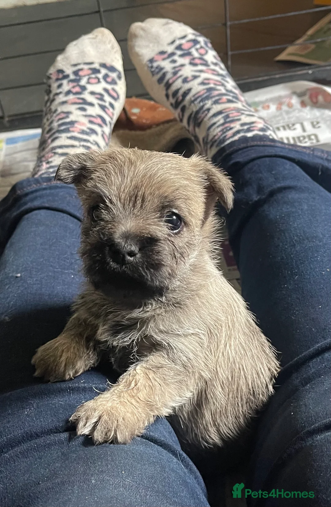 Cairn Terrier dogs for sale: Gorgeous Litter of Cairn Terrier Pups  - Advert 1