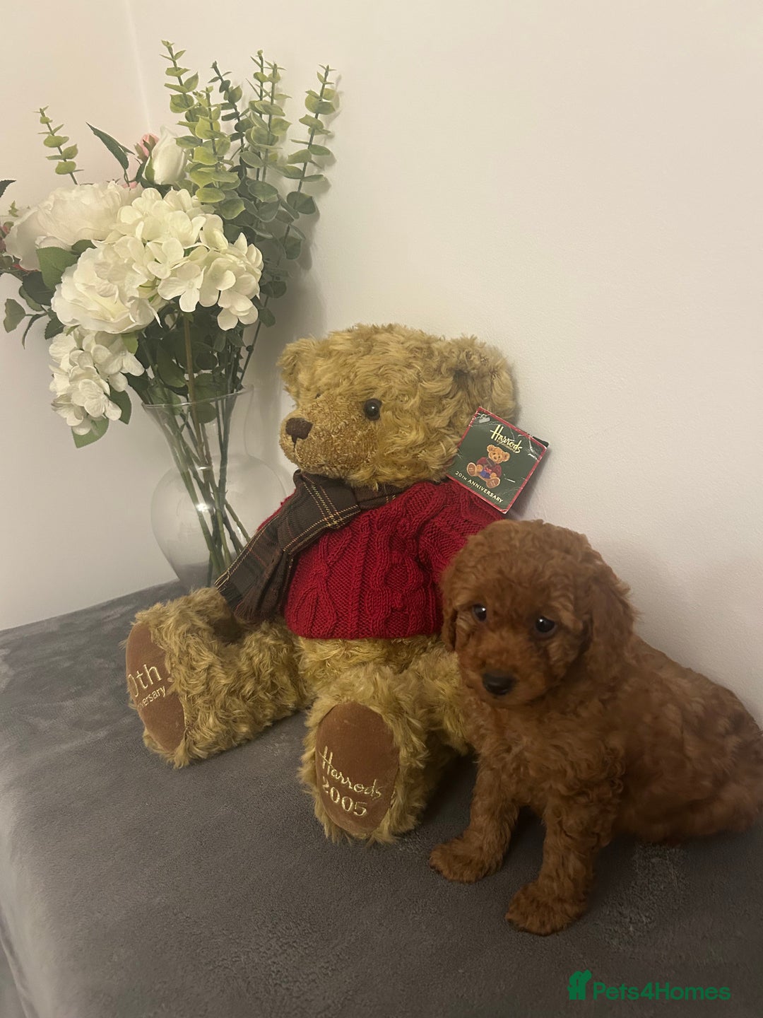 Cavapoo dogs for sale: outstanding Cavapoo’s, with heart tested parents - Advert 23