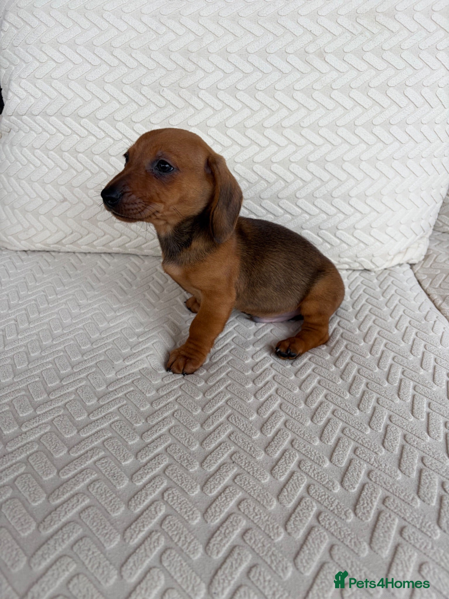 Miniature Dachshund dogs Dachshund puppies 1 Boy left first 7 photos  - Advert 2
