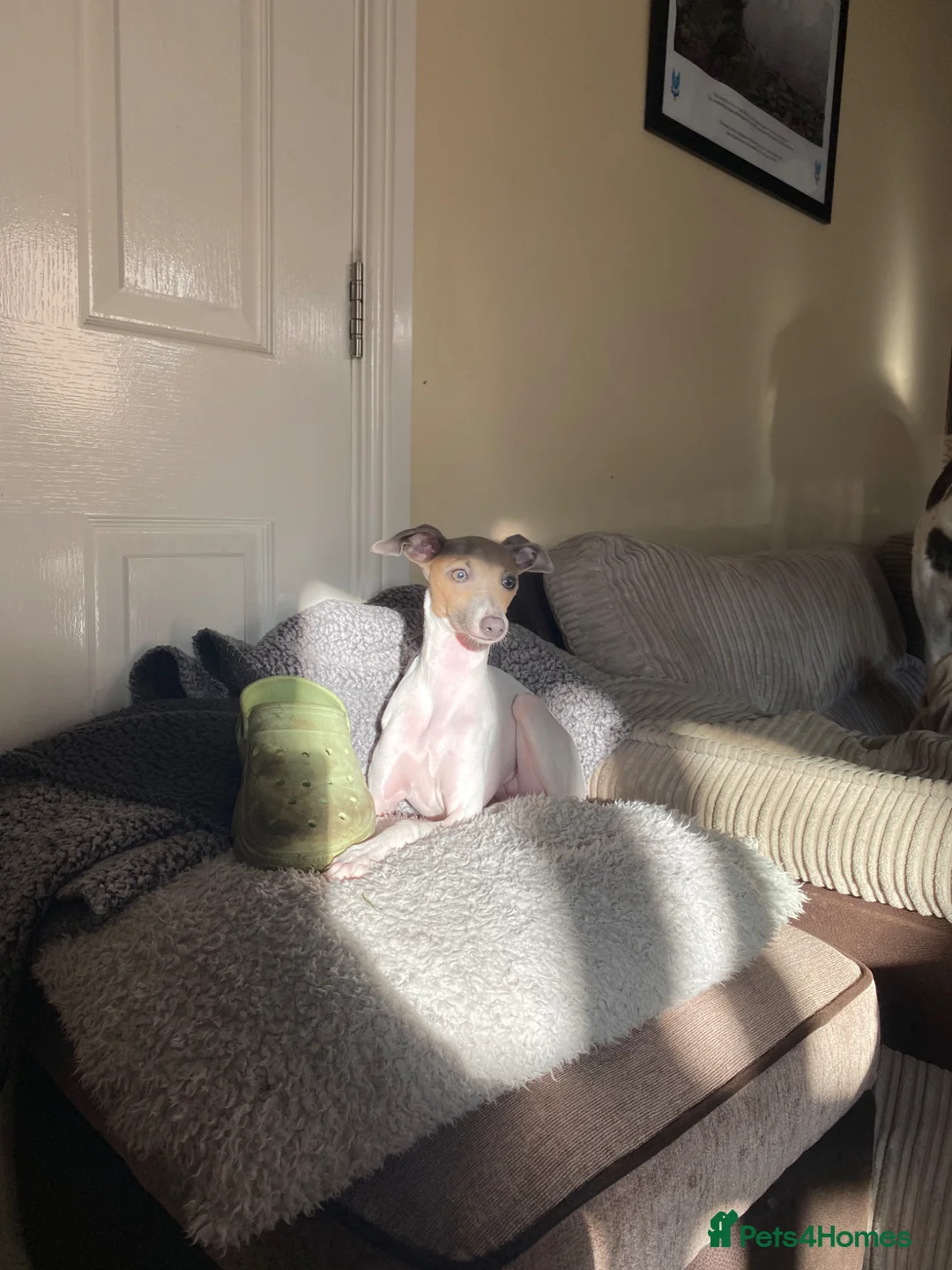 Italian Greyhound dogs for sale: A truly lovely little lady  - Advert 2