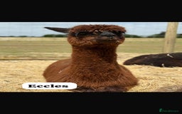 Alpaca livestock for sale: Mixed Huacaya Alpacas for sale  in Colchester - Image 2