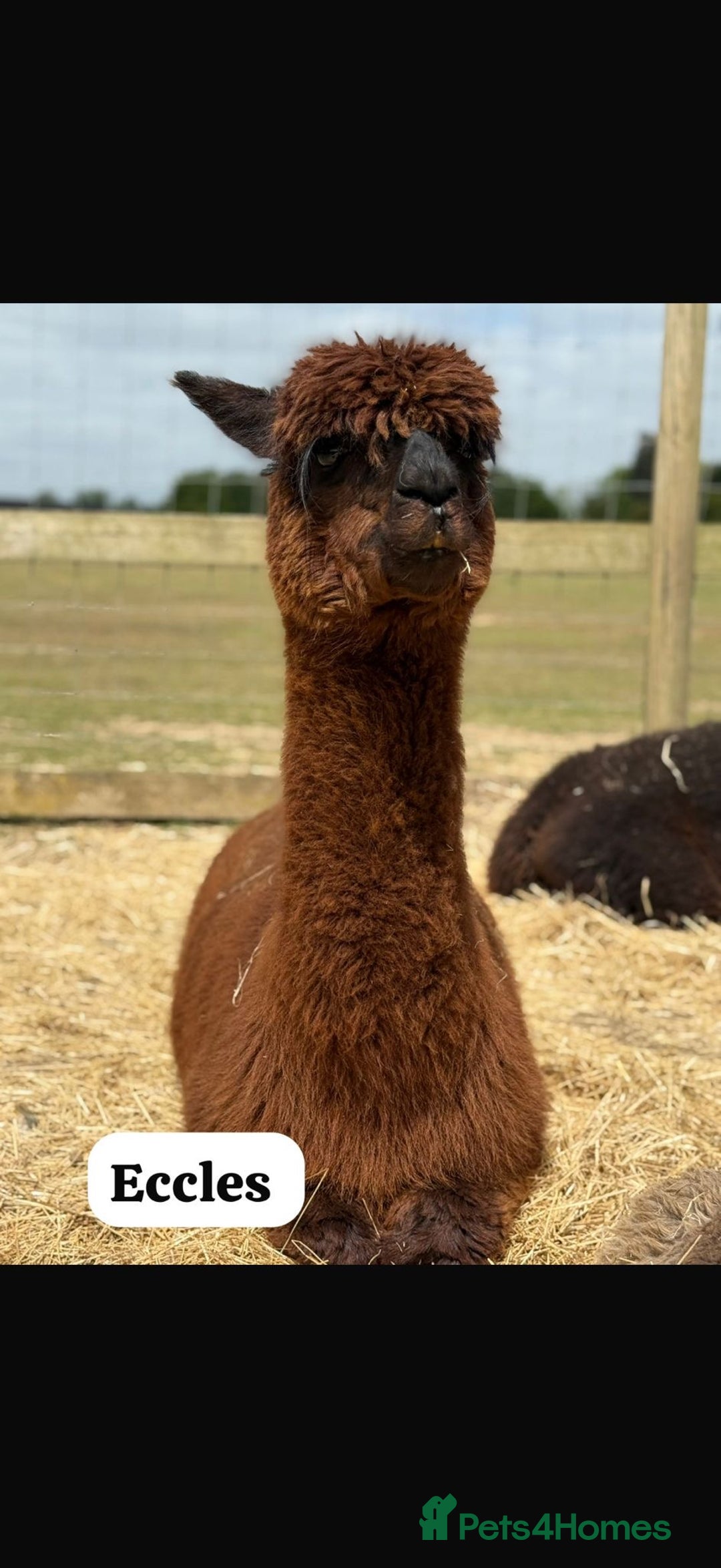 Alpaca livestock for sale: Mixed Huacaya Alpacas for sale  in Colchester - Image 2