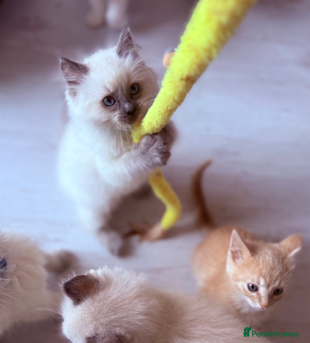Ragdoll cats for sale: 4 fluffy boys - Image 12
