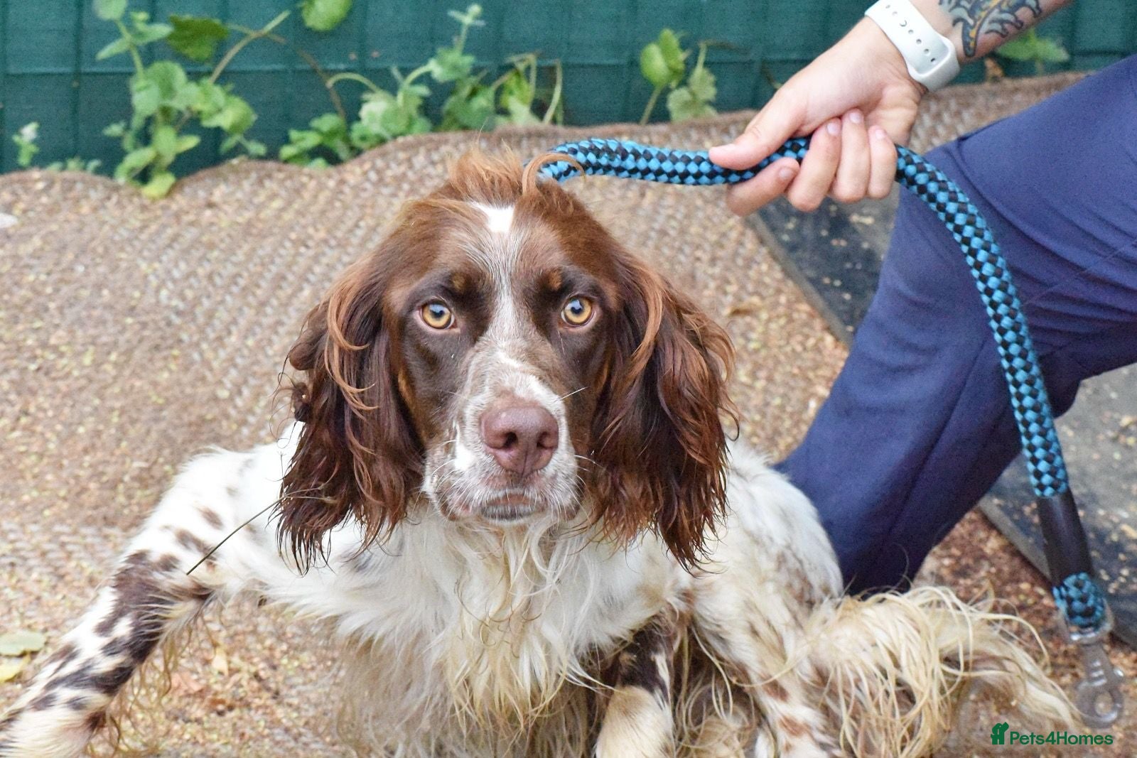 English Setter dogs Azucar - Advert 3