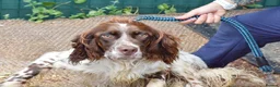 English Setter dogs for adoption: Azucar in Newcastle upon Tyne - Advert 1
