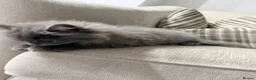 British Shorthair cats for sale: British shorthair kittens grey and chocolate  - Advert 8