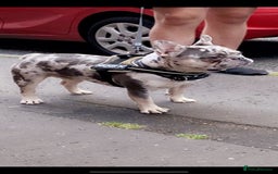 French Bulldog dogs for stud: 💎Blue & Tan 🤎 Merle French bulldog stud 🧬🔥 in Manchester - Image 14