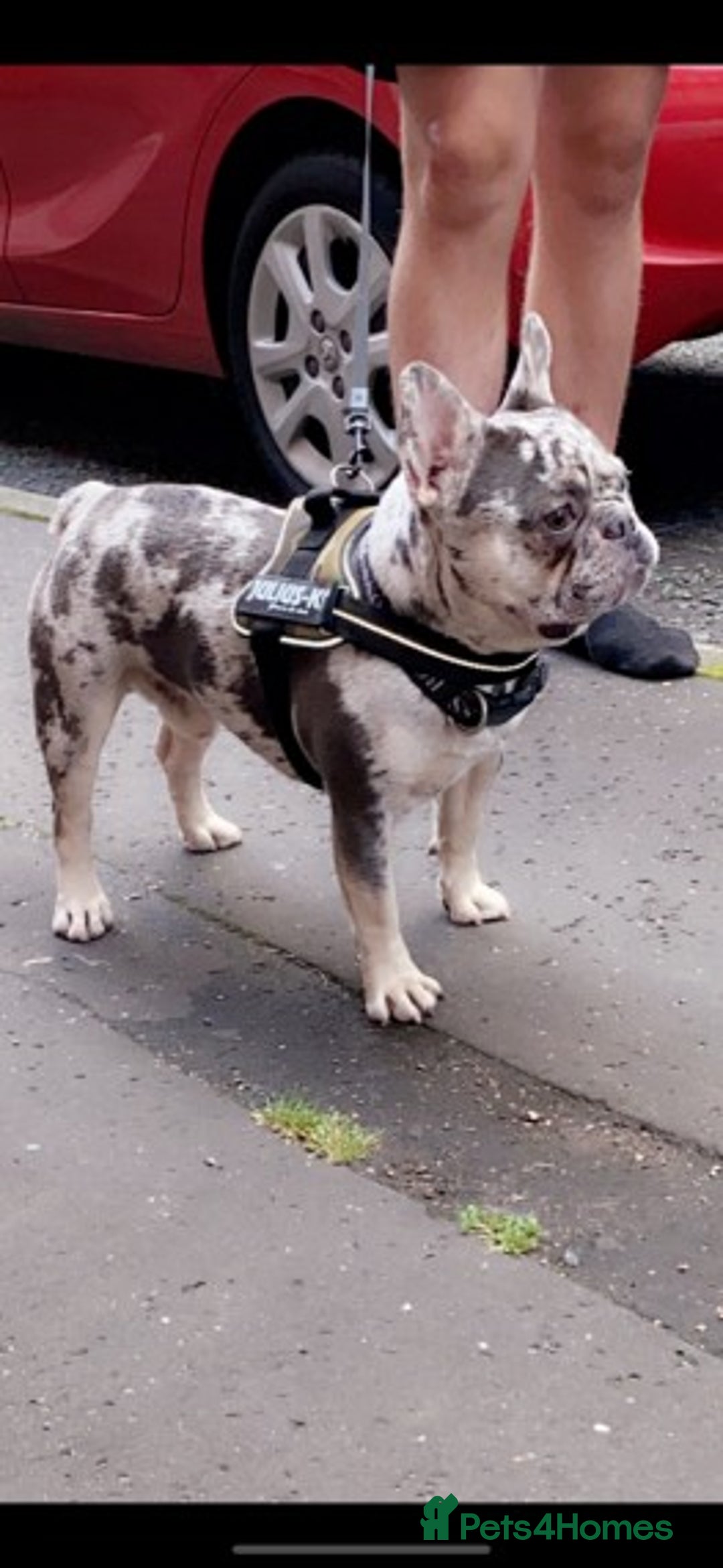 French Bulldog dogs for stud: 💎Blue & Tan 🤎 Merle French bulldog stud 🧬🔥 in Manchester - Image 14