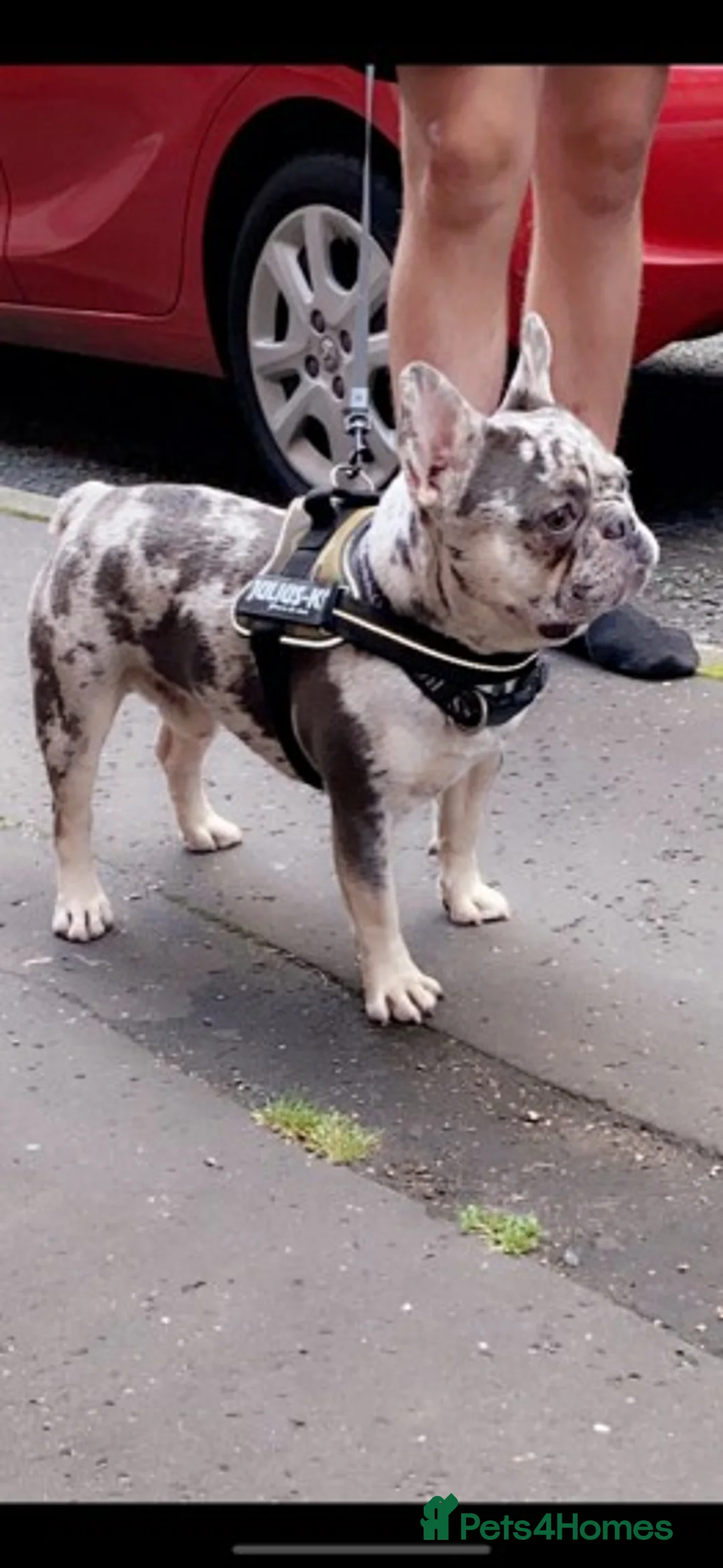 French Bulldog dogs for stud: 💎Blue & Tan 🤎 Merle French bulldog stud 🧬🔥 in Manchester - Advert 14