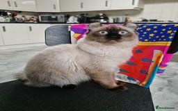 American Curl cats for sale: Two very rare and wonderful kittens for sale - Image 30