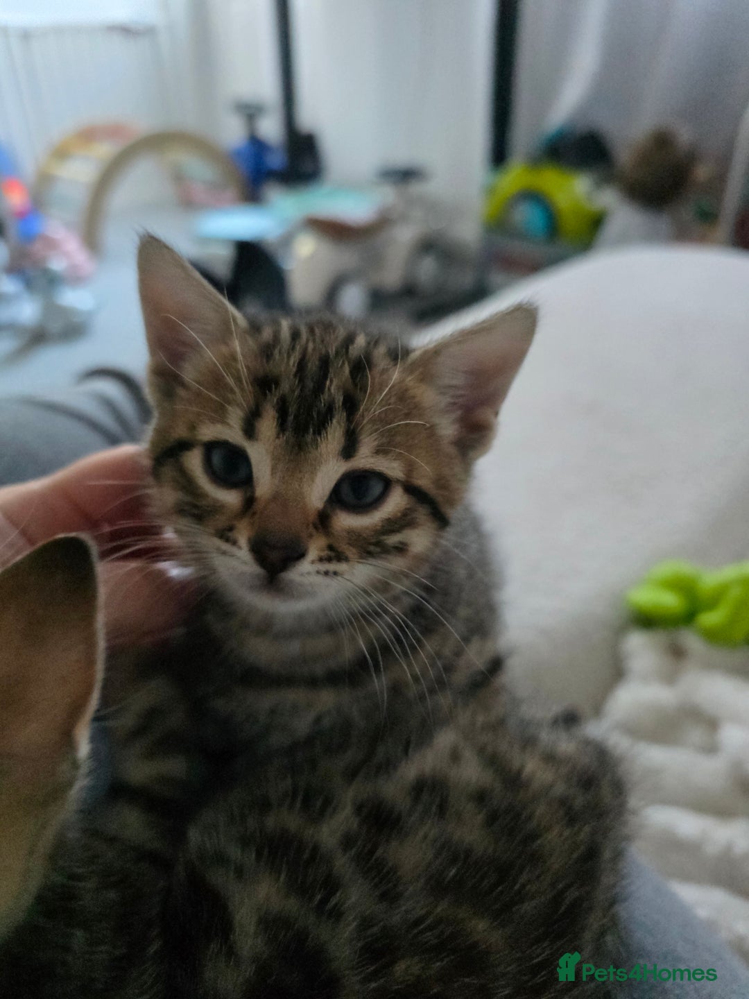 Bengal cats for sale: Beautiful bengal cross kittens - Advert 16