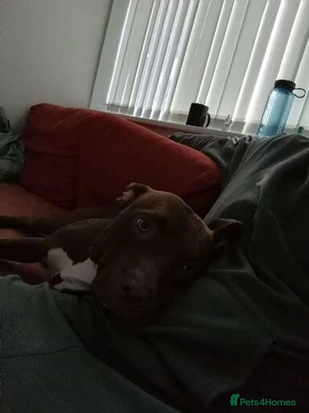 Mixed Breed dogs for sale: Staff x for sale must go today  - Advert 5